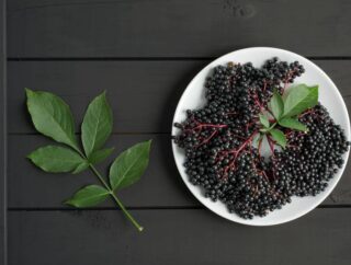 Czarny bez – właściwości i zastosowanie owoców i liści