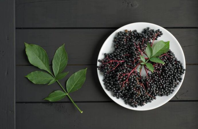 Czarny bez – właściwości i zastosowanie owoców i liści