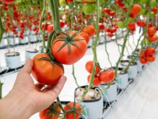 Ekologiczna uprawa pomidorów w szklarni lub pod folią: jak uprawiać pomidory pod osłonami
