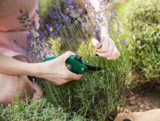 „Sposoby sadzenia i pielęgnacji wrzosów w ogrodzie: najlepsze miejsce i troska o rośliny”
