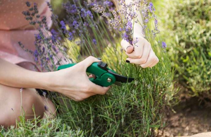 „Sposoby sadzenia i pielęgnacji wrzosów w ogrodzie: najlepsze miejsce i troska o rośliny”