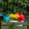 Odmiany nachylków z kolorowymi kwiatami do rabat i doniczek - inspirujące zdjęcia różnokolorowych kwiatów nachylków