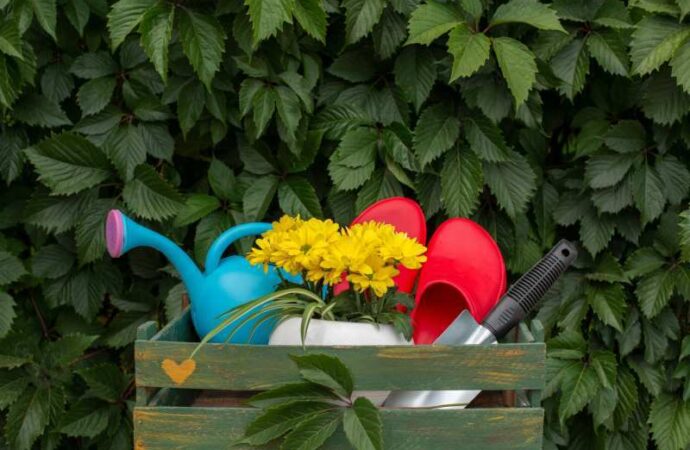 Odmiany nachylków z kolorowymi kwiatami do rabat i doniczek – inspirujące zdjęcia różnokolorowych kwiatów nachylków