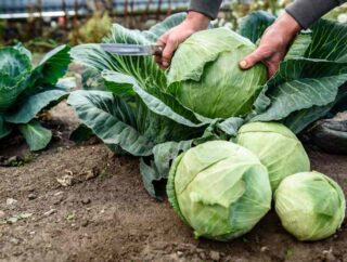 Sposoby naturalnej kontroli szkodników roślin kapustnych w ogrodzie warzywnym
