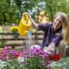 Helleborus - piękno i tajemnica ciemnernika w ogrodzie: gatunki, pielęgnacja i rozmnażanie