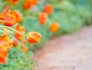 Kwietna oaza: odkryj rośliny o pomarańczowych kwiatach w ogrodzie