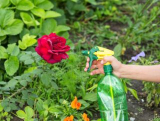 Jak uprawiać i gdzie sadzić najpiękniejsze odmiany róż na pniu: poradnik dla miłośników ogrodu