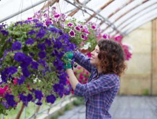 Purpurowa naparstnica: jak pielęgnować, gdzie sadzić i jakie odmiany wybrać