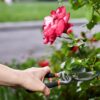 Jak i kiedy przesadzać róże w ogrodzie, aby zrobić to prawidłowo?