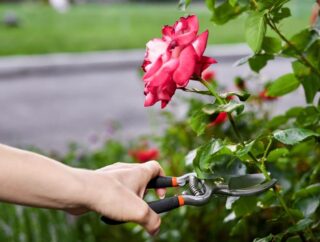 Jak i kiedy przesadzać róże w ogrodzie, aby zrobić to prawidłowo?