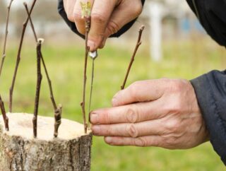 Sadzenie, pielęgnacja i cięcie wierzby mandżurskiej – ciekawostka dendrologiczna do uprawy w ogrodzie