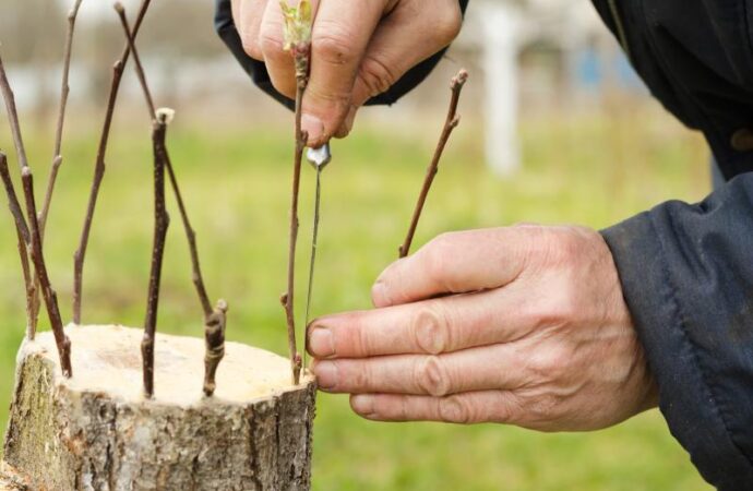 Sadzenie, pielęgnacja i cięcie wierzby mandżurskiej – ciekawostka dendrologiczna do uprawy w ogrodzie