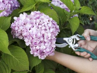 Uprawa i cięcie hortensji krzewiastej: odmiany i zasady pielęgnacji