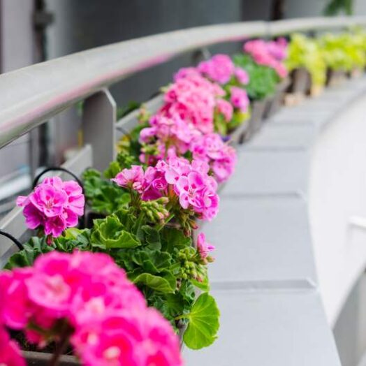 Skuteczne nawożenie pelargonii rosnących na balkonie – wybór najlepszych preparatów